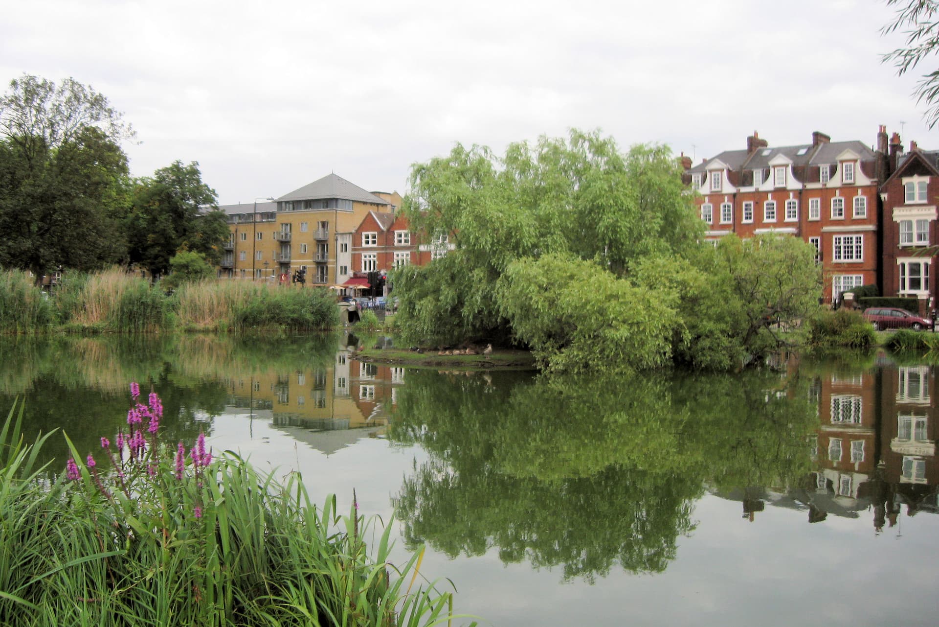Still pond with willow island, reeds and purple loosestrife, red-brick Victorian houses and flats reflected in the water