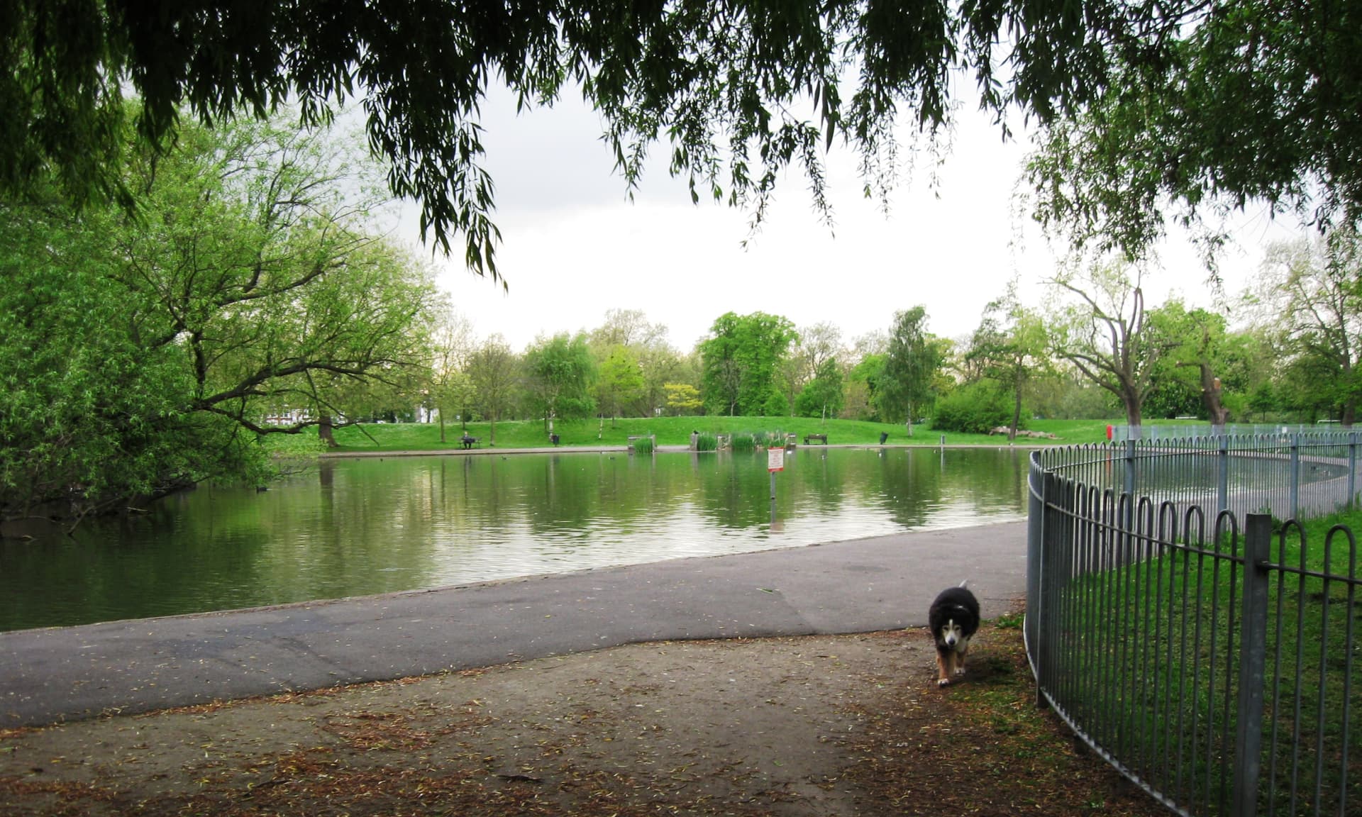 Willow branches frame a park pond with a black and white dog walking along the path beside railings
